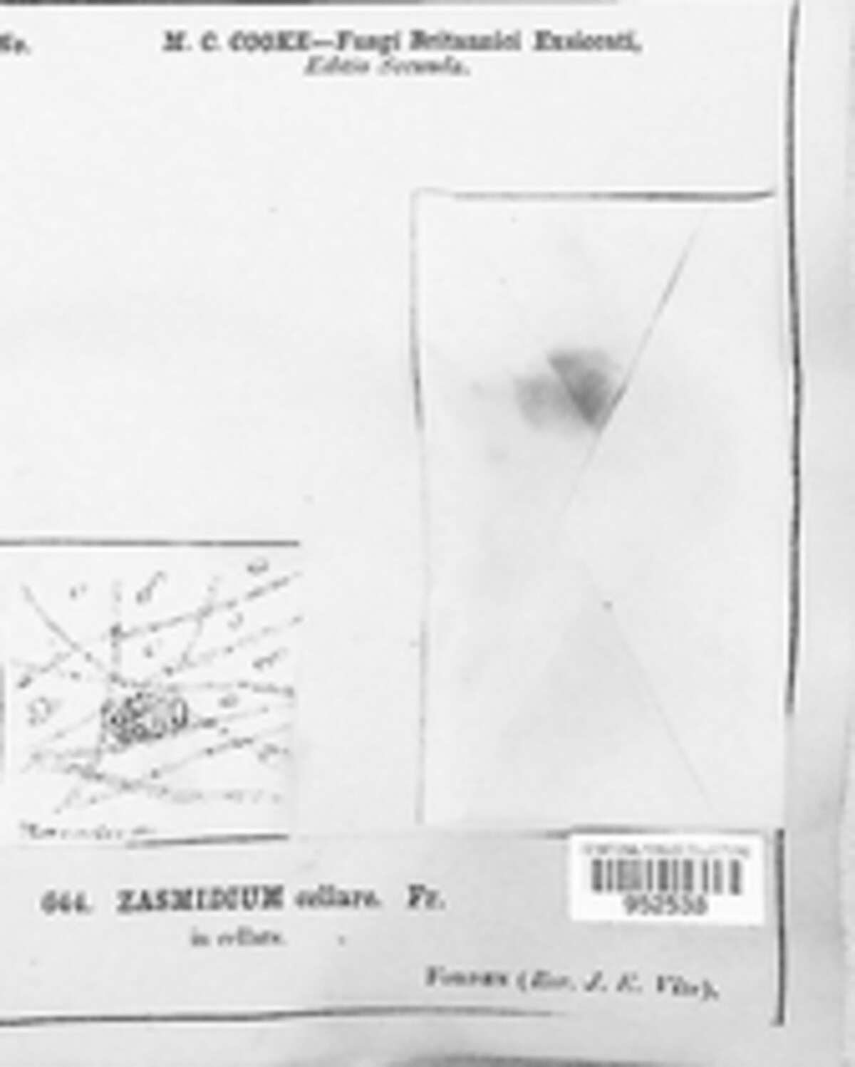 Zasmidium cellare image